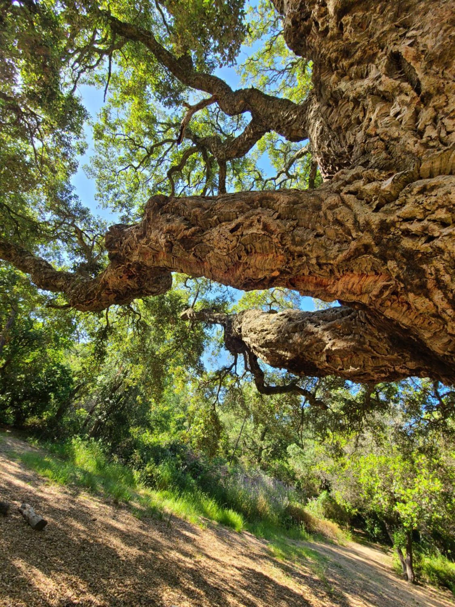 Evasion Nature A Cap Esterel Jardin, Mer & Golf Tout Confort Saint-Raphaël Kültér fotó